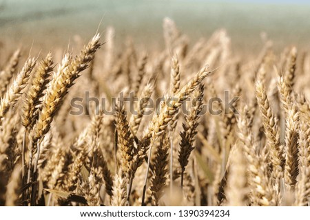 Wheat field and sunny day