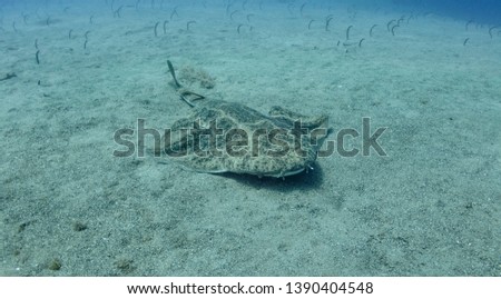 Angel shark swimming over the sand. Squatina squatina swimming over the sand