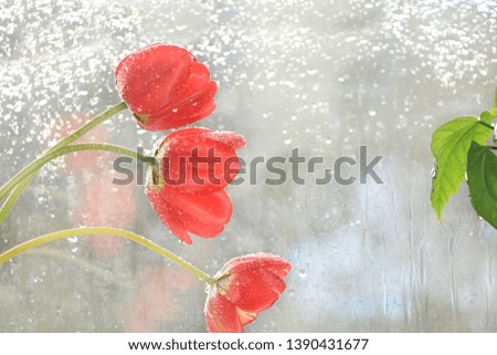 Spring blurred background with bokeh and tulip, abstract first flowers on bokeh background at sunset, delicate colors of flowers in the rays of the sun