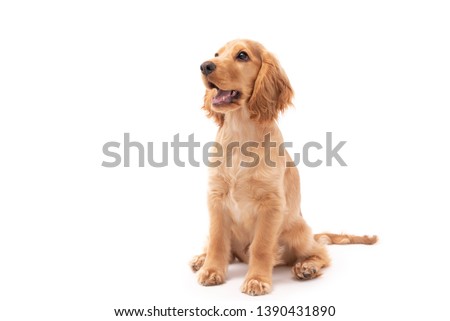 Cocker Spaniel puppy dog sitting and looking to the side isolated against a white background