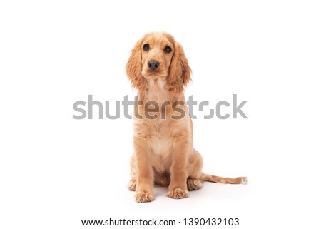 Cocker Spaniel puppy dog sitting isolated against a white background