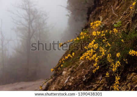 misty forest with yellow flowers