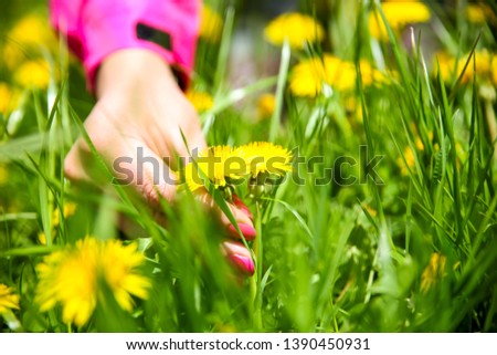 Dandelion.-A woman's hand holding a dandelion.Concept.-Dandelion as a message of the sunny days.-Image