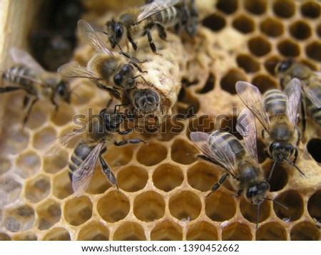 exit of queen bee from mother liquor close up. bees gnaw queen cell. bee family close-up. breeding of queen bees. Royal jelly in queen cell. requeening honey bees