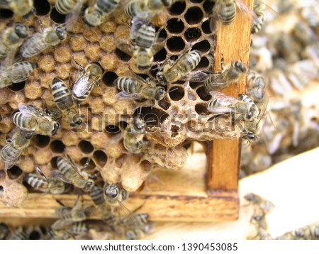 bees gnaw queen cell. bee family close-up. breeding of queen bees. Royal jelly in queen cell. requeening honey bees
