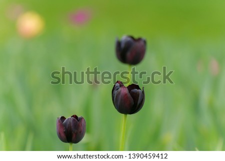 Three black tulips in the garden