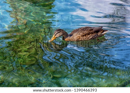 Portrait of mallard duck closeup