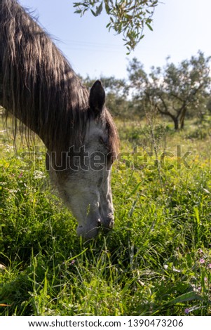 Horse eating grass in an olive grove