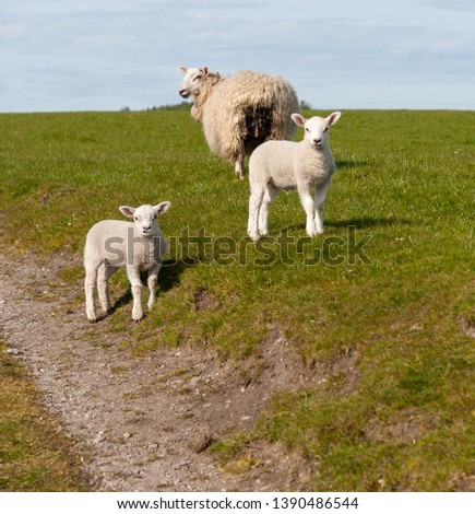A woolly sheep and two fleecy lambs in a green field of grass next to a dirt track stop to look towards the photographer