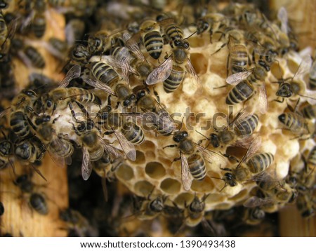 bees gnaw queen cell. bee family close-up. breeding of queen bees. Royal jelly in queen cell. requeening honey bees