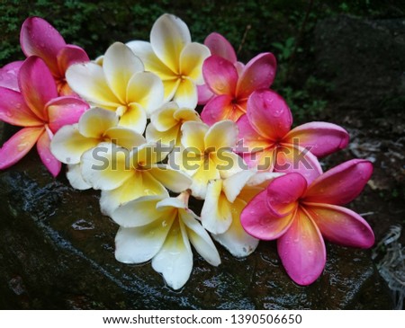 The beautiful colors on frangipani flowers are on the rock.