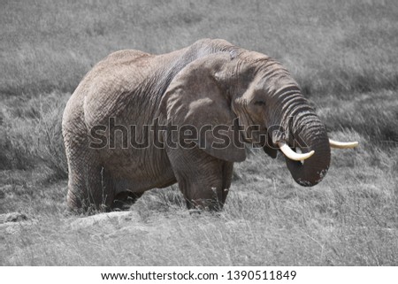 Picture of an elephant, the background is in black and white but the elephant is in color.