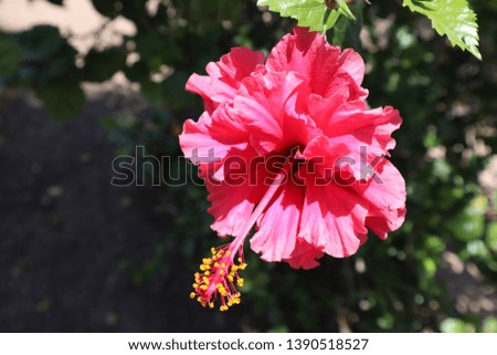 Pink flower blooming in the spring.