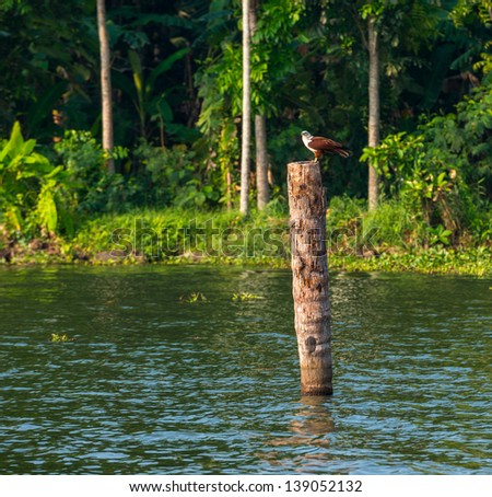 the bird sits on a log standing in water