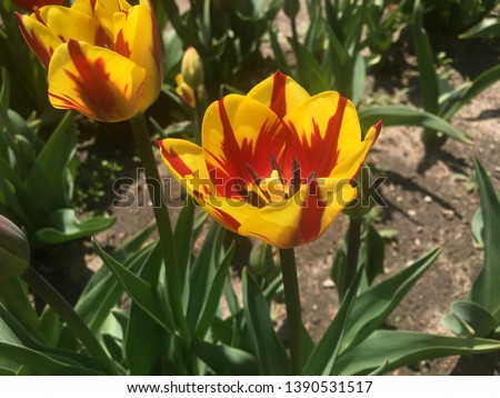 A multicolored red and yellow tulip blooms in spring