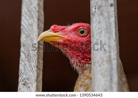 Fighting cock inside his cage