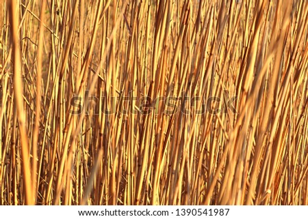 Close up of surface of reed and hay in high resolution found at a lake in germany