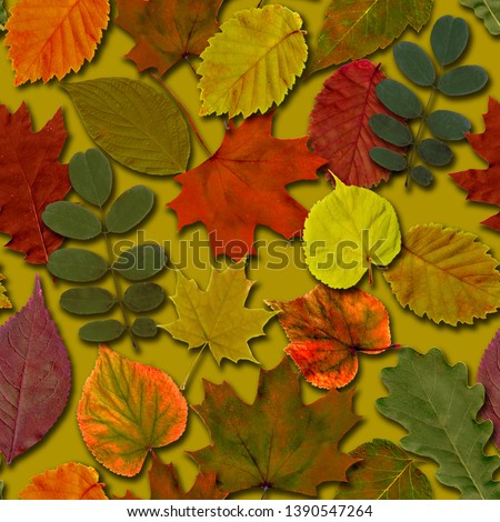 Fall leaves seamless pattern background. Autumn leaf colorful foliage. Beautiful bright yellow orange green red nature endless texture on green khaki background.