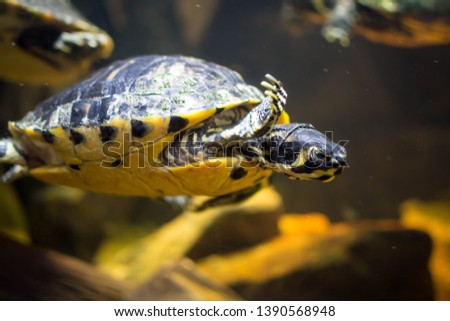 Turtle swimming under water at aquarium