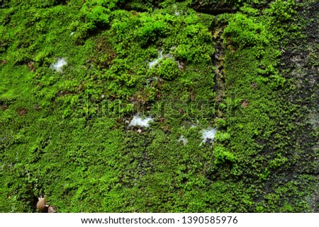 Green moss lichen background on the grungy cement wall texture - background image