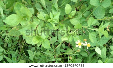 Green Leaves background - Image
