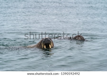 Walruses, wild creatures in Svalbard sea