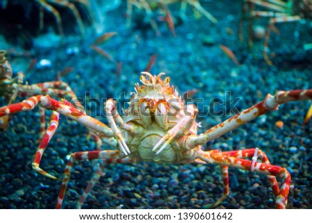Closeup of Japanese spider crab