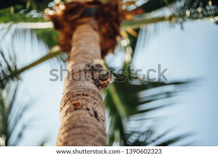 Squirrel lies on a palm tree and eats a nut.