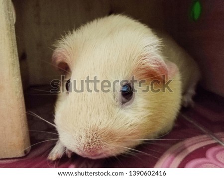 Guinea pig (Cavia porcellus) is a popular household pet,
Isolated guinea pig, An adorable Guinea Pig, Close-up picture of white guinea pig.
