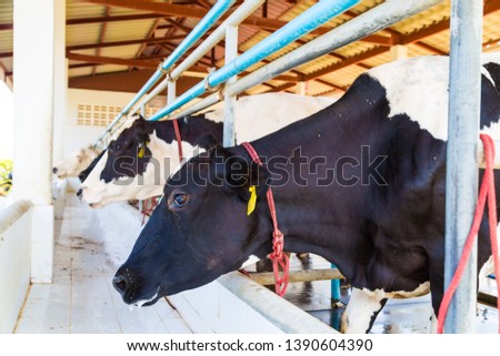 Dairy cow indoor farm milk production, Agricultural industry