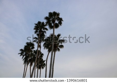palm trees and the Gulf of Mexico