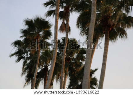 palm trees and the Gulf of Mexico