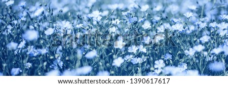 A large field of blooming flax. The concept of natural agriculture Banner