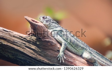 Chinese Green Water Dragon on branch tree / Large lizard green Iguanas - Physignathus cocincinus