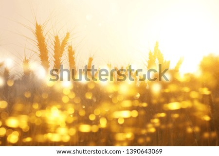 ears of golden wheat in the field at sunset light. Glitter overlay