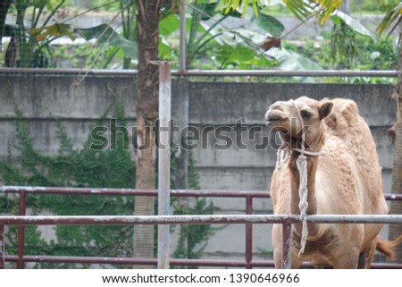 Camel is standing up in the cage.