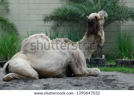 Camel is sitting on the sand.