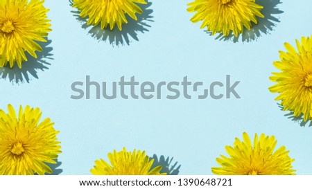 Yellow dandelion on a blue background, spring flowers. Place for design.