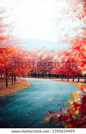 Beautiful Trees in Autumn Lining streets of Town in Australia