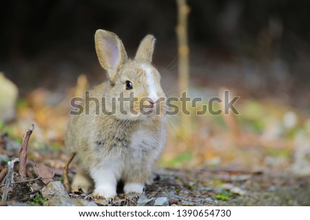 Adorable baby rabbit. Okunoshima Island in Hiroshima Prefecture in Japan is famous as Rabbit Island.