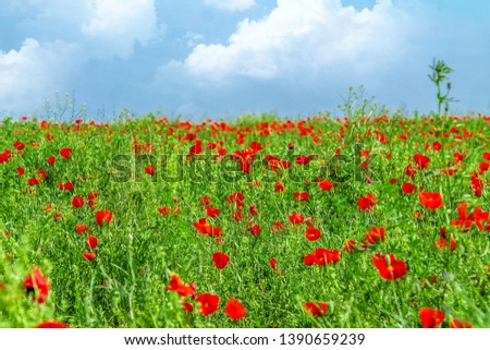 Field with red steppe poppies landscape