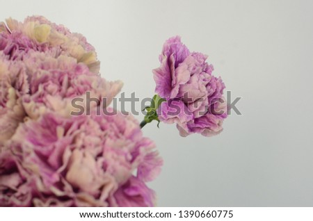 Beautiful purple carnation flower isolated on white background