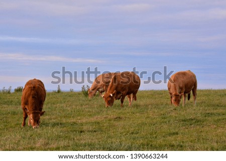 Photo Picture of Curious adult female french brown cow in a meadow