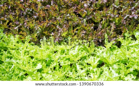 Vegetable Green leaf nature concept background,fresh green nature cover or banner design with sunlight background.