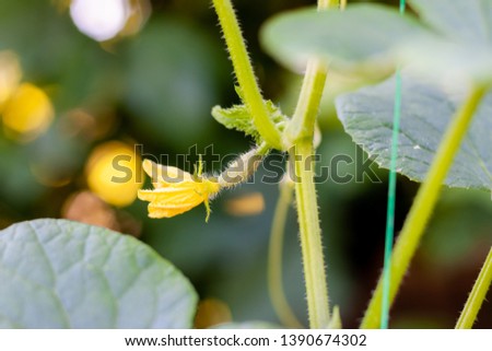 Growth and blooming of greenhouse cucumbers, growing organic food. Cucumbers on branch in greenhouse, yellow flowers on curling fluffy beautiful bush