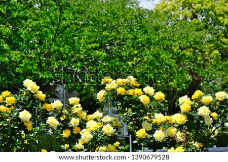 beautiful rose garden on sunny day