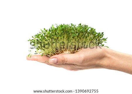 green plants in hand, germinated seeds of cress lettuce in the palm on a white background, isolate, vegetarianism, raw foods