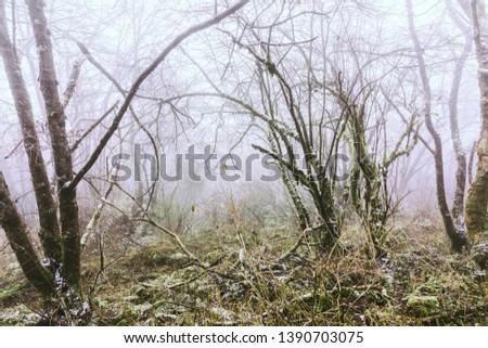 Trees in fog at park China