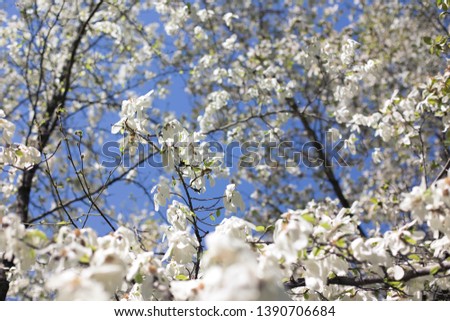 Sky background. Blooming white magnolia tree in the spring. aroma enchanting.