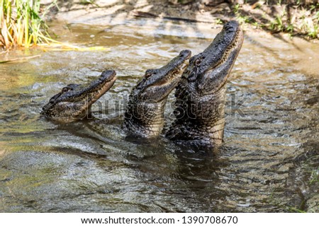 Three Adult Alligators line up in the water for a meal all looking the same direction, focused Royalty-Free Stock Photo #1390708670